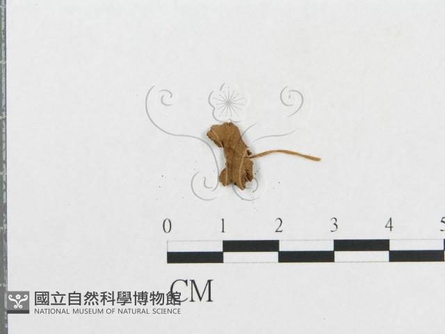 登錄號:F0007547藏品圖，第3張