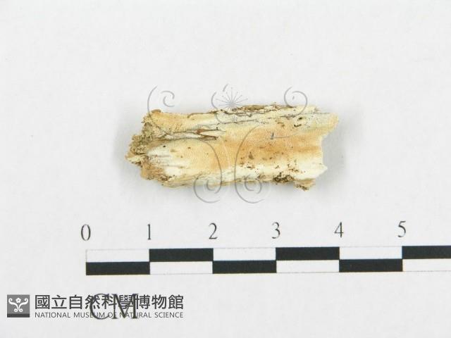 登錄號:F0017547藏品圖，第1張