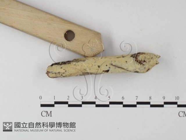 絲齒菌屬藏品圖，第3張