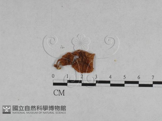 登錄號:F0005547藏品圖，第3張