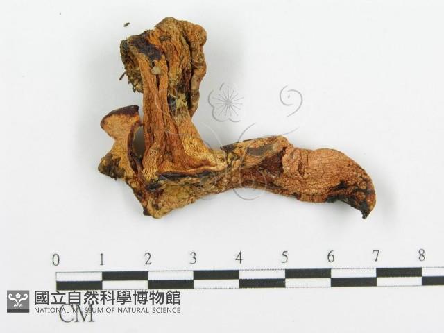 登錄號:F0009547藏品圖，第3張