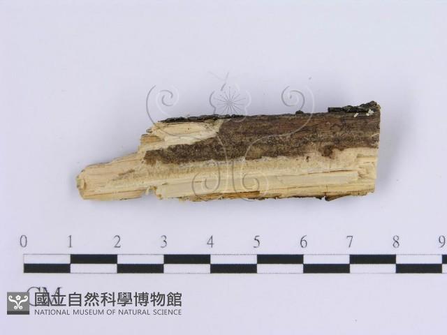 登錄號:F0013547藏品圖，第3張