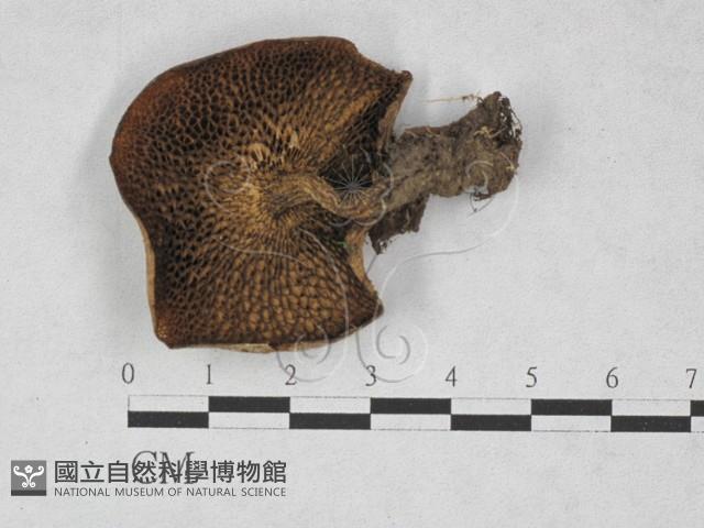 登錄號:F0028147藏品圖，第3張