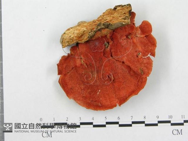 登錄號:F0000147藏品圖，第3張