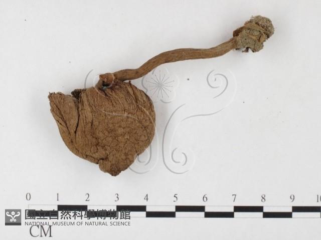 登錄號:F0026147藏品圖，第3張
