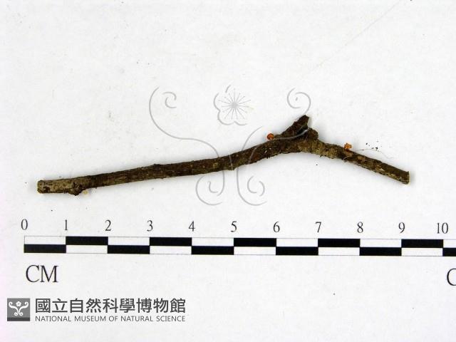 登錄號:F0001147藏品圖，第3張