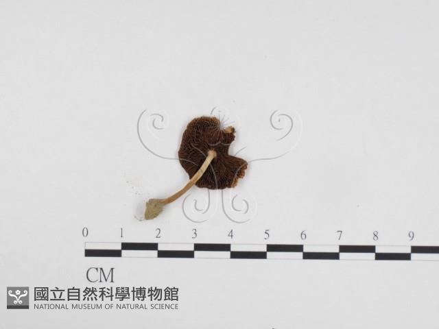 登錄號:F0024147藏品圖，第3張