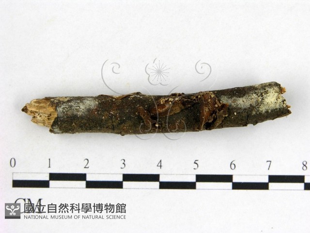 木耳屬藏品圖，第3張