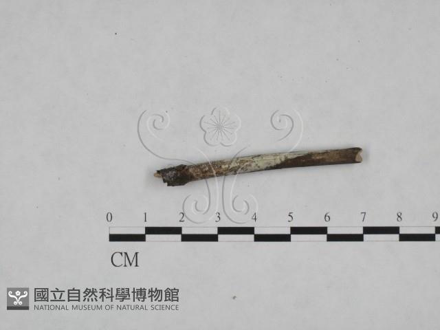 絲皮菌屬藏品圖，第3張