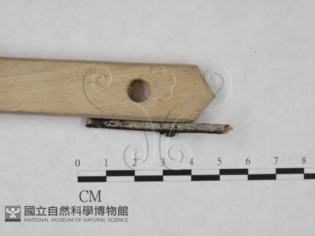 絲齒菌屬藏品圖，第3張