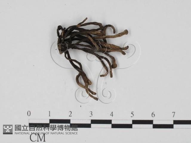炭角菌屬藏品圖，第3張