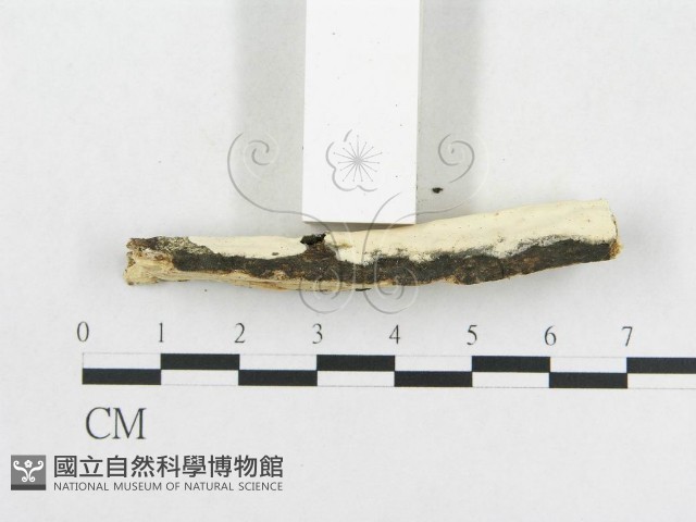 革墊菌屬藏品圖，第3張