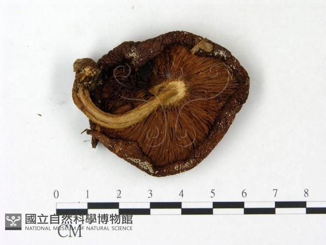 登錄號:F0023147藏品圖，第3張