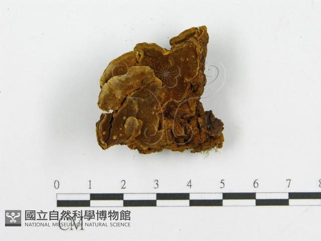登錄號:F0013147藏品圖，第3張