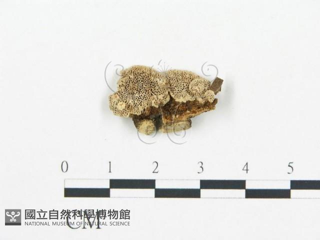 登錄號:F0006047藏品圖，第3張