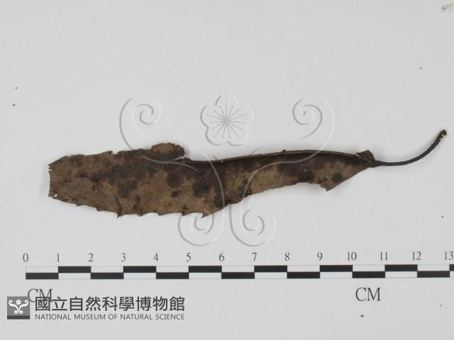 登錄號:F0021047藏品圖，第3張