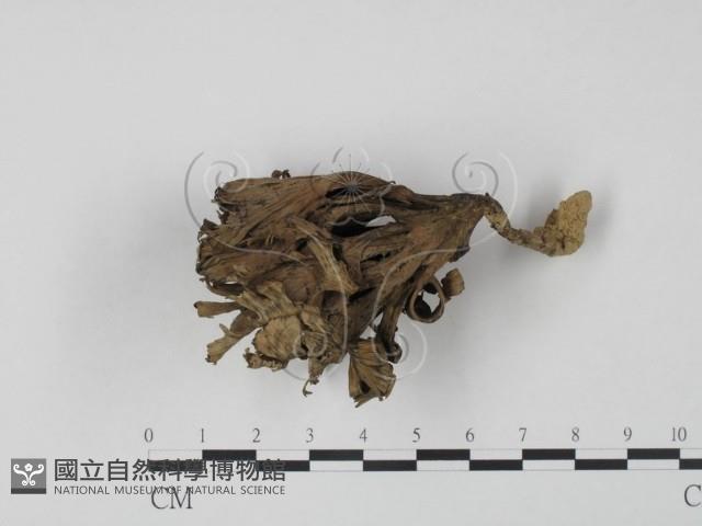 棕色革菌藏品圖，第3張