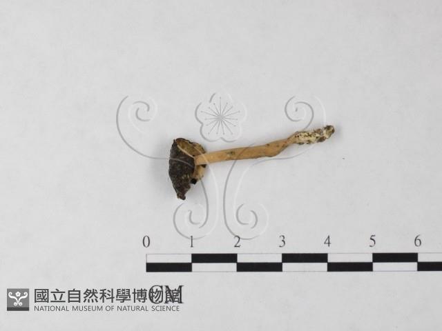 登錄號:F0024047藏品圖，第3張