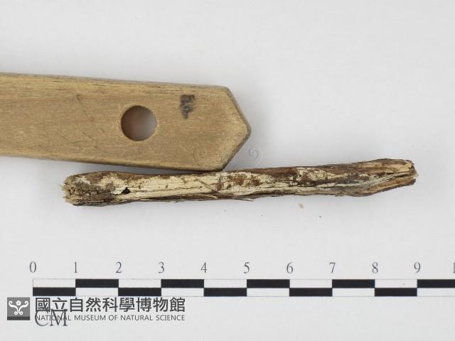 冇骨消絲齒菌藏品圖，第3張