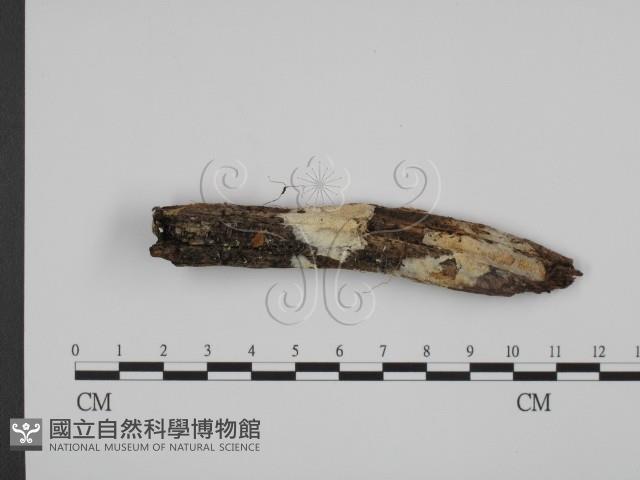 館號:F0014047藏品圖，第3張