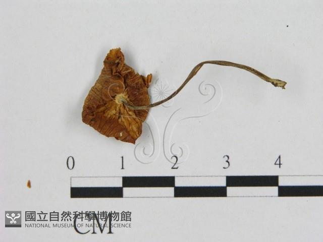 登錄號:F0012047藏品圖，第3張