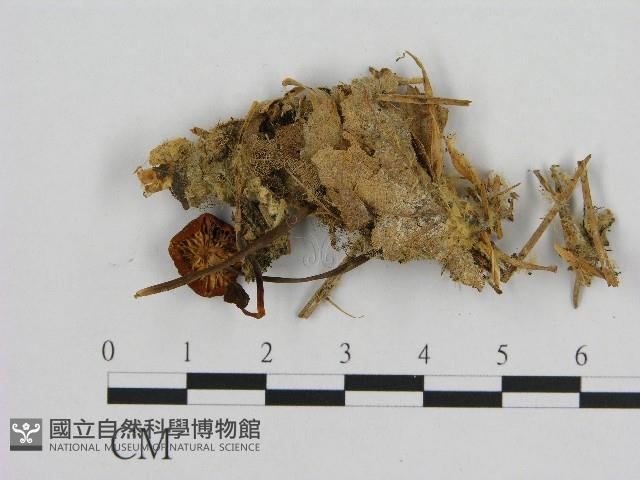 小皮傘屬藏品圖，第3張