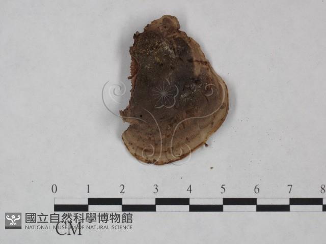 登錄號:F0025047藏品圖，第3張