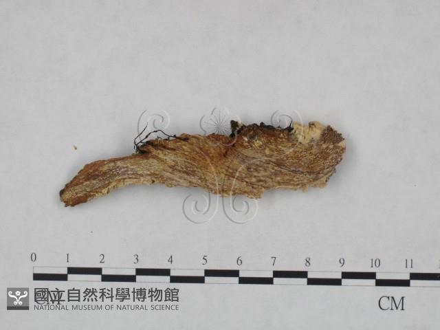 登錄號:F0005047藏品圖，第3張