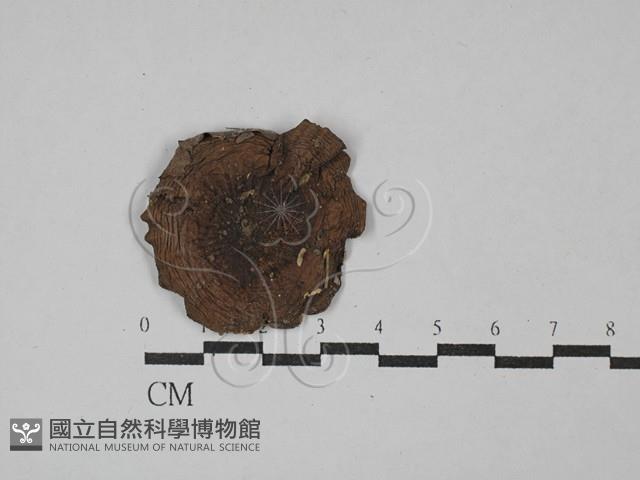 登錄號:F0029047藏品圖，第3張