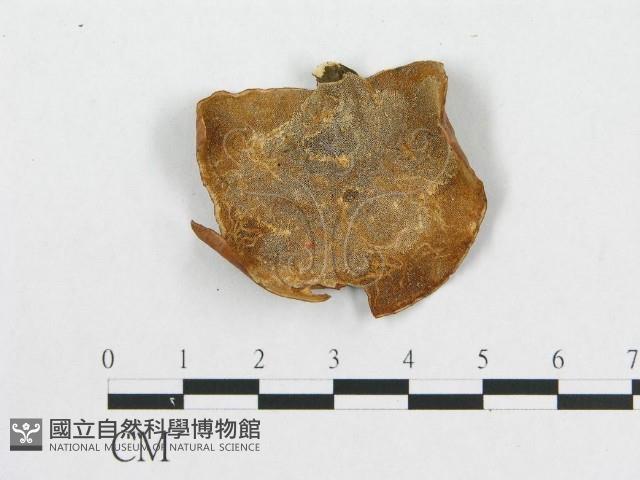 多孔菌屬藏品圖，第3張