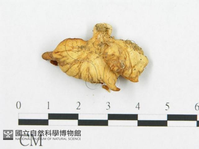 登錄號:F0019047藏品圖，第3張