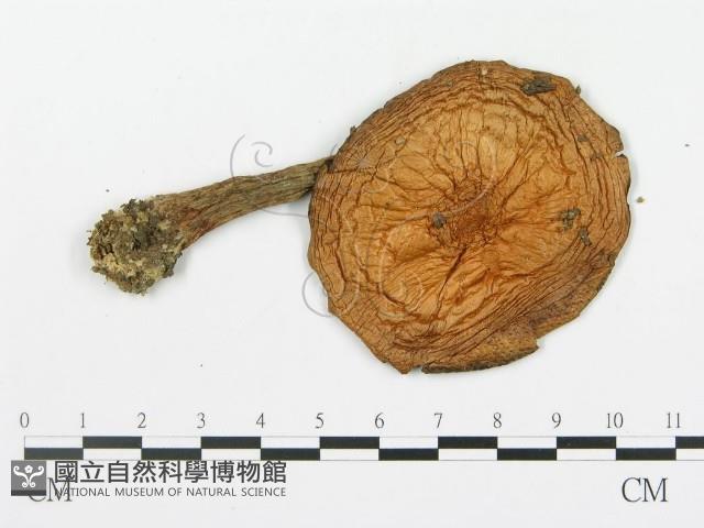 登錄號:F0013047藏品圖，第3張