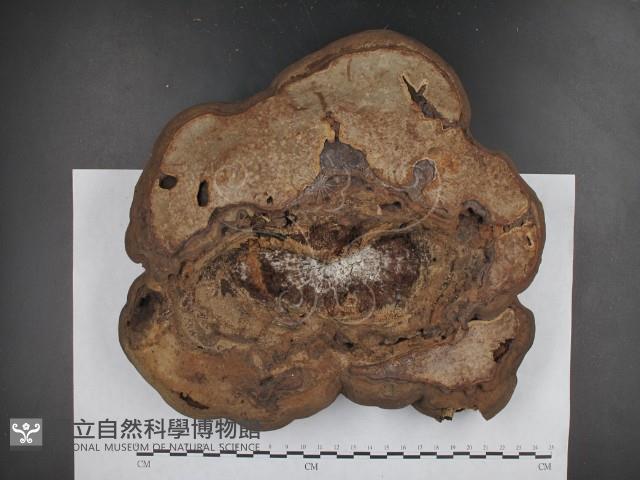 登錄號:F0021347藏品圖，第3張