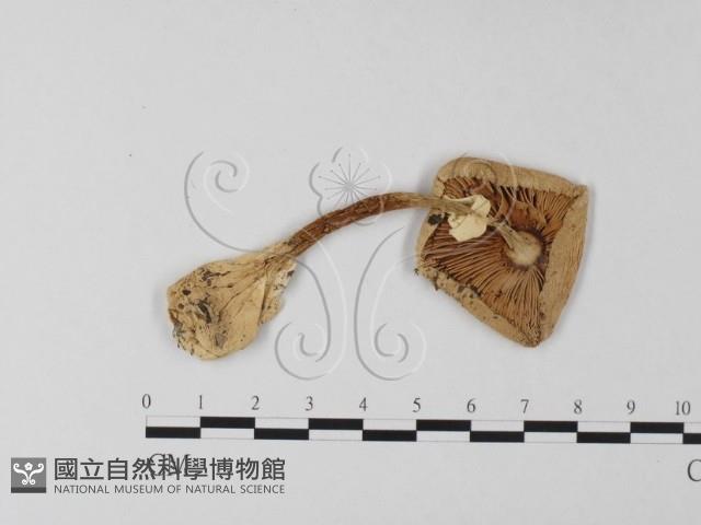 登錄號:F0004347藏品圖，第1張