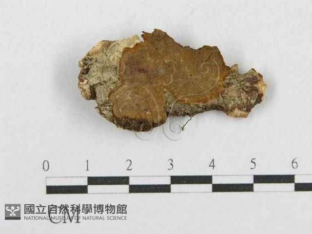 木層孔菌屬藏品圖，第1張