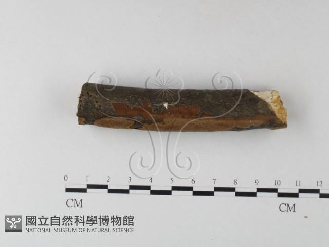 木層孔菌屬藏品圖，第3張