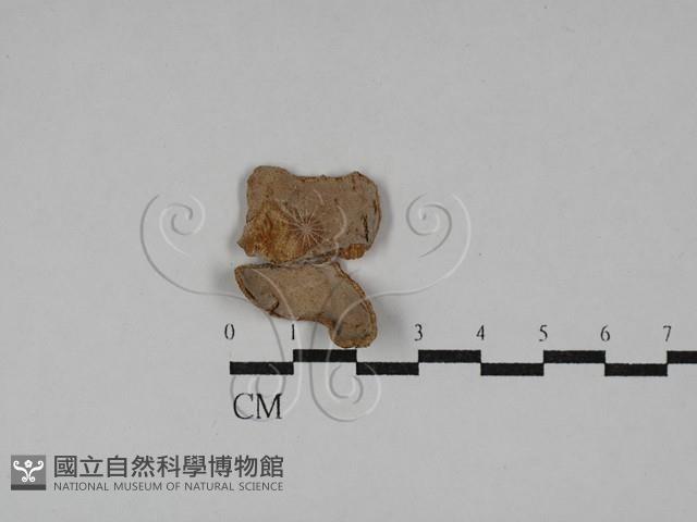 多年臥孔菌屬藏品圖，第3張