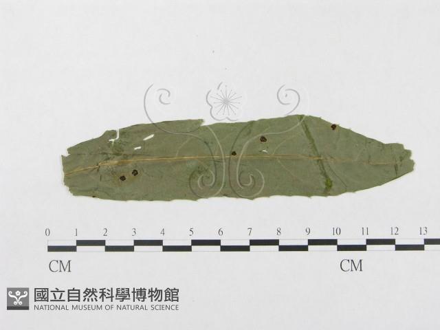登錄號:F0019347藏品圖，第1張