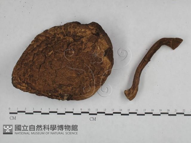 登錄號:F0023347藏品圖，第3張