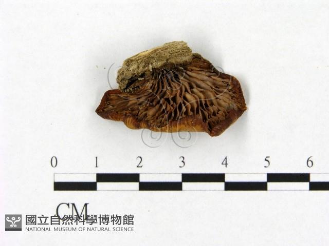 登錄號:F0013347藏品圖，第3張