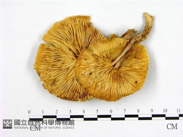 登錄號:F0008237藏品圖，第3張