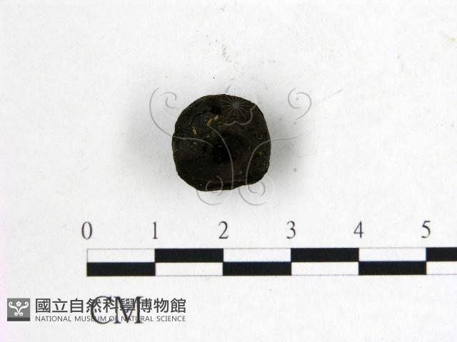 登錄號:F0020237藏品圖，第3張