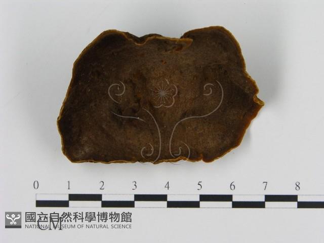 登錄號:F0016237藏品圖，第3張