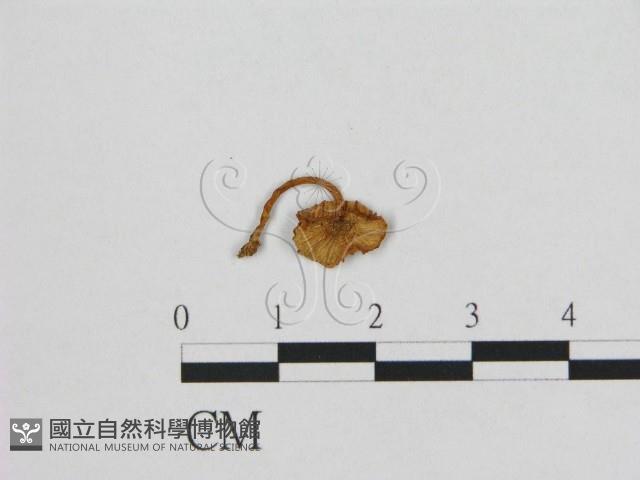 登錄號:F0001237藏品圖，第3張