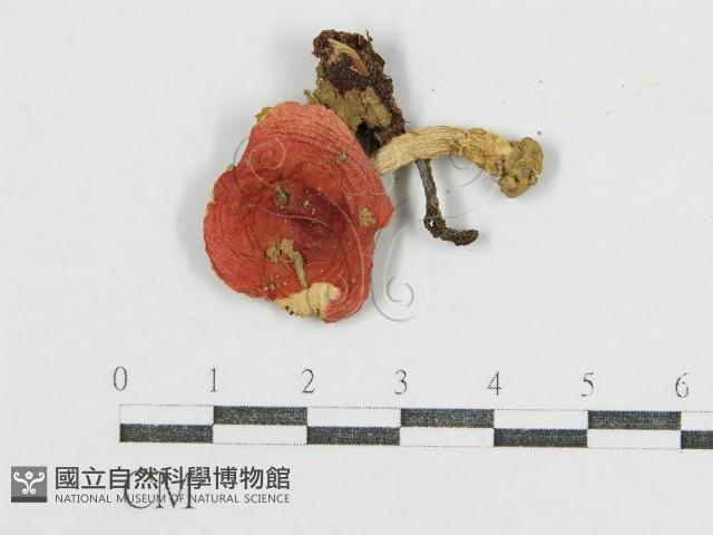 登錄號:F0011237藏品圖，第3張