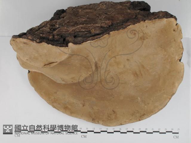 松生擬層孔菌藏品圖，第3張