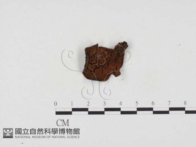 登錄號:F0024237藏品圖，第3張