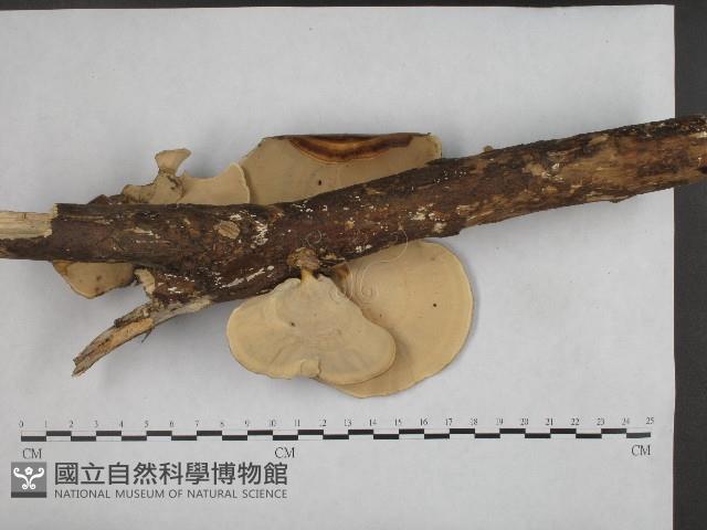 相鄰小孔菌藏品圖，第3張