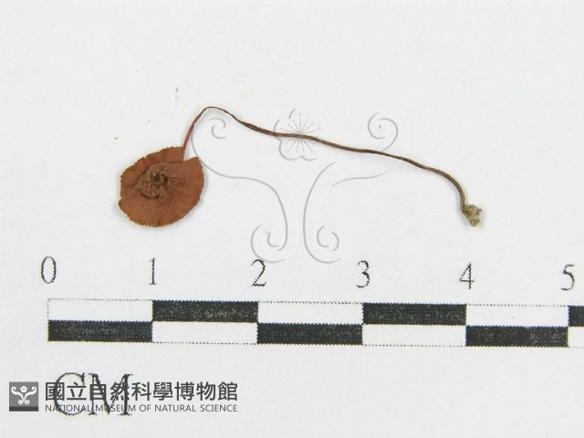 登錄號:F0014237藏品圖，第3張