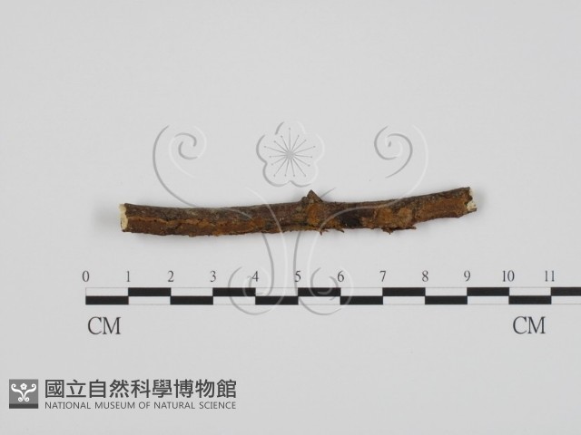 登錄號:F0022237藏品圖，第3張